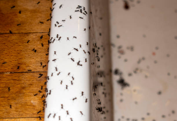 Best Residential Pest Control  in Avonia, PA
